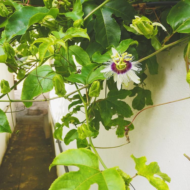 Jungle Guest House Galle Dış mekan fotoğraf